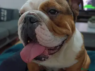 Olde English Bulldogge dogs Frankie (Meatball) female English bulldog - Advert 4