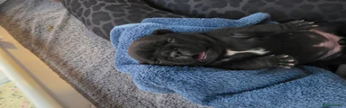 Daisy-Brindle