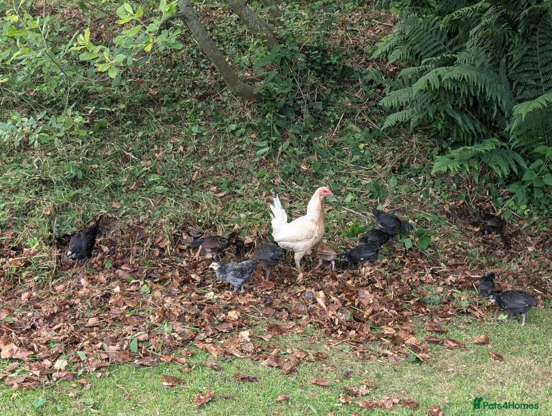 Chickens poultry for sale: Mix of chicks, pure bred Aseels & Old English Game - Image 2