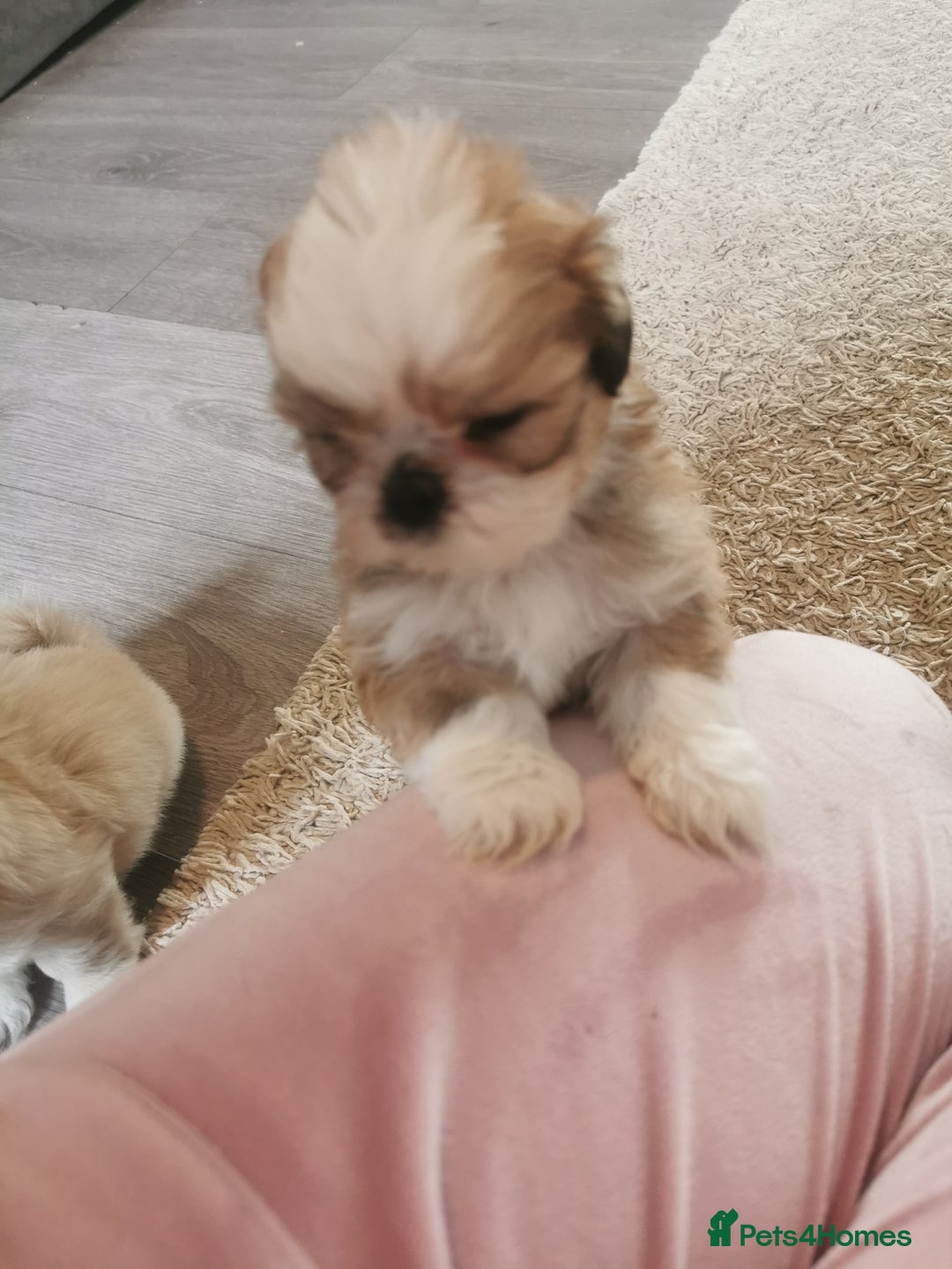 Shih Tzu dogs for sale: Adorable fluufy shihtzus  - Advert 16