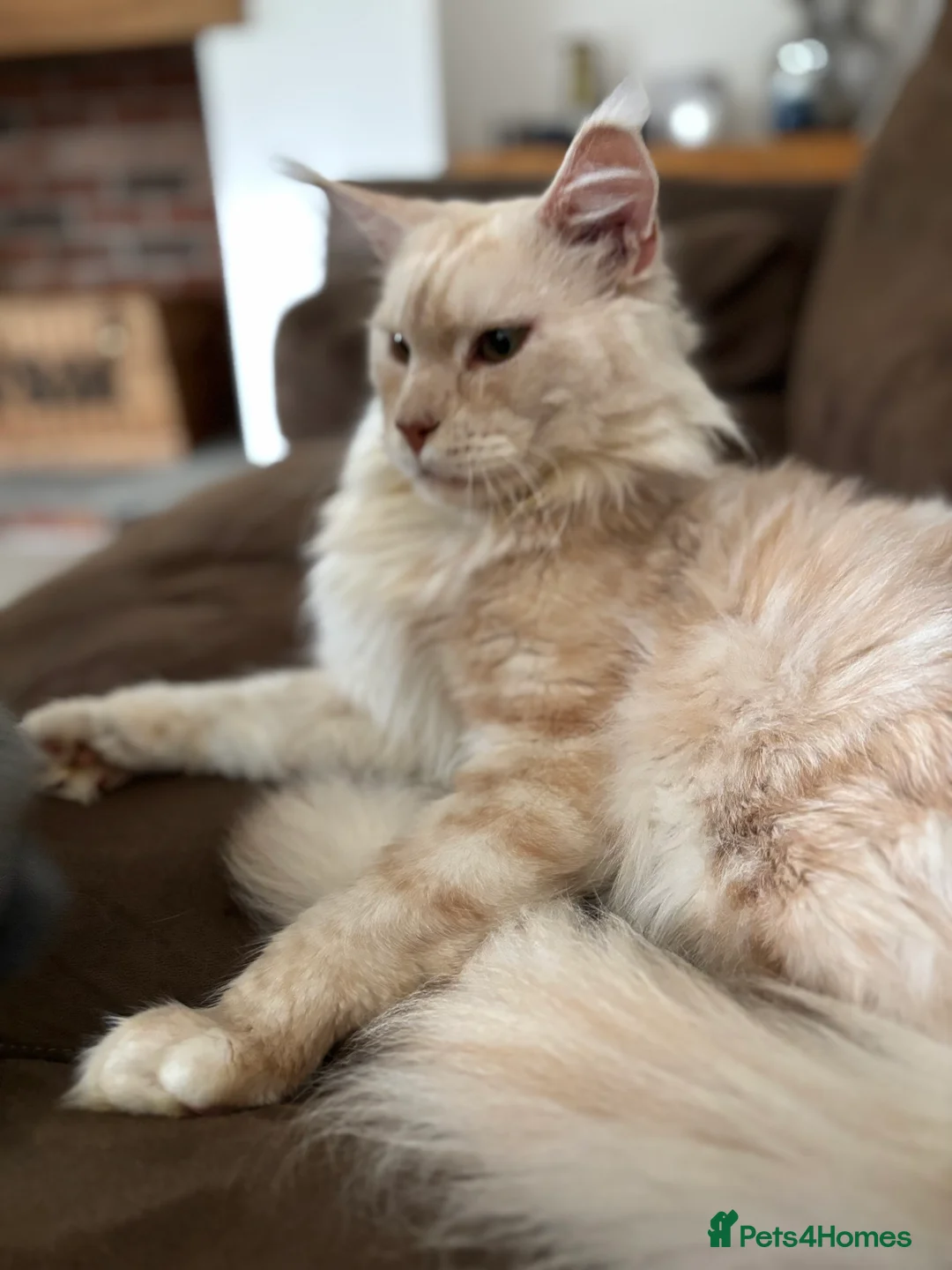 Maine Coon cats for stud: Stud Services - Red Silver TICA Maine Coon - Advert 3