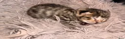 Bengal cats for sale: Bengal x BSH kitten  in Wigan - Advert 7