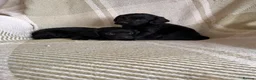 Cocker Spaniel dogs for sale: Beautiful Cocker Spaniel Puppies (working type)  - Advert 8