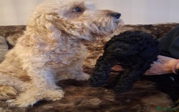 Cavapoo dogs for sale: Black cavapoo puppy  - Advert 6