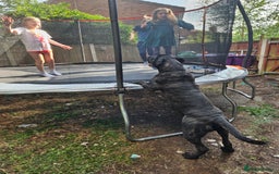 Cane Corso dogs for sale: 9 Month old male Cane Corso - Image 2