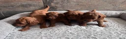 Cavapoo dogs for sale: Toy cavapoo puppies - Advert 3