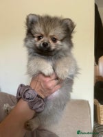 Pomeranian dogs 5⭐️Pomeranians only 3 boys left - Advert 1