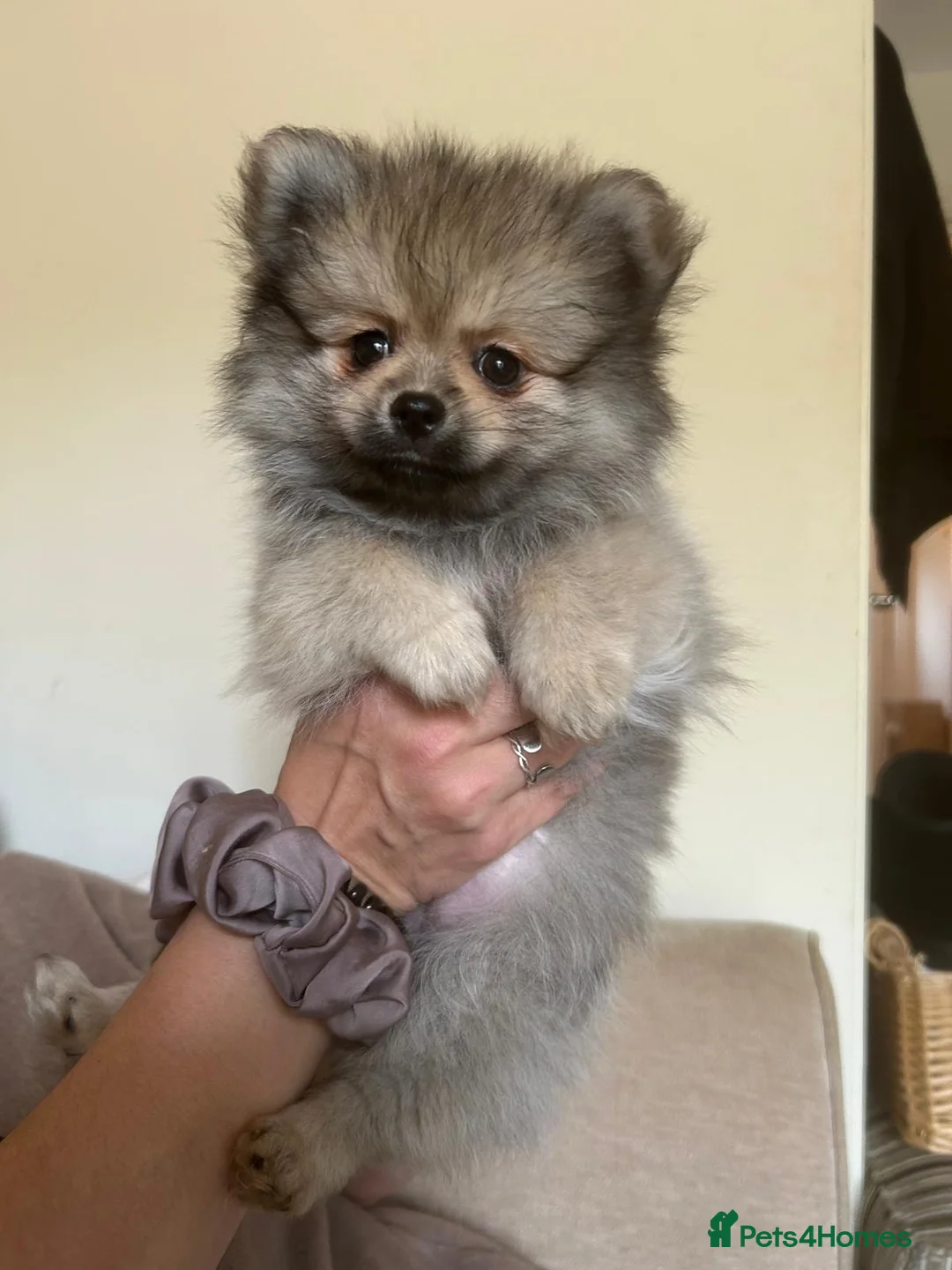 Pomeranian dogs for sale: 5 Generation champion Russian bloodline - Advert 4