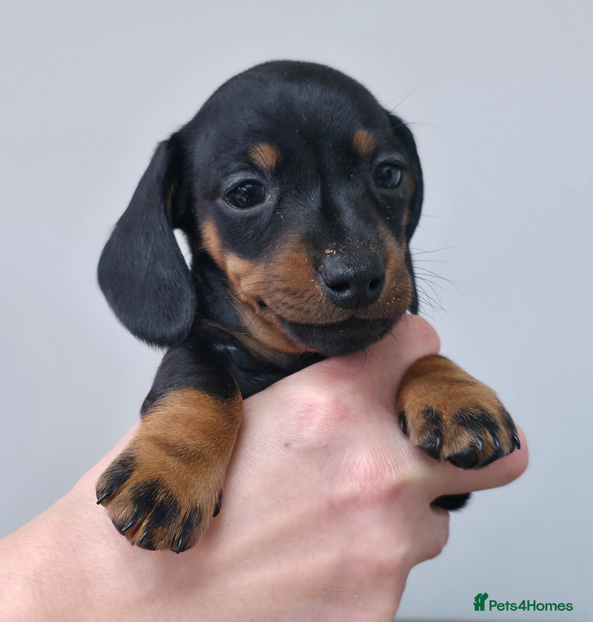 Miniature Dachshund dogs Beautiful litter of smooth mini dachshunds - Advert 1
