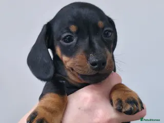 Miniature Dachshund dogs Beautiful litter of smooth mini dachshunds - Advert 7