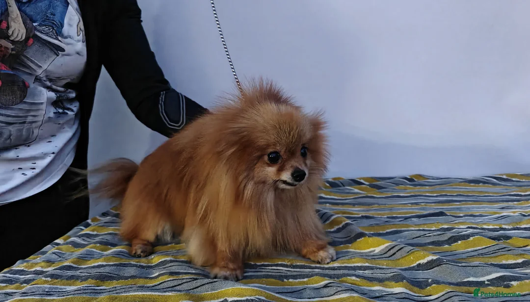 Pomeranian dogs for adoption: 🐾 JASPER – Male Miniature Pomeranian 🐾 in West Malling - Advert 2