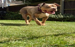 Mixed Breed dogs for sale: Beautiful Staffordshire bull terrier.  - Image 3