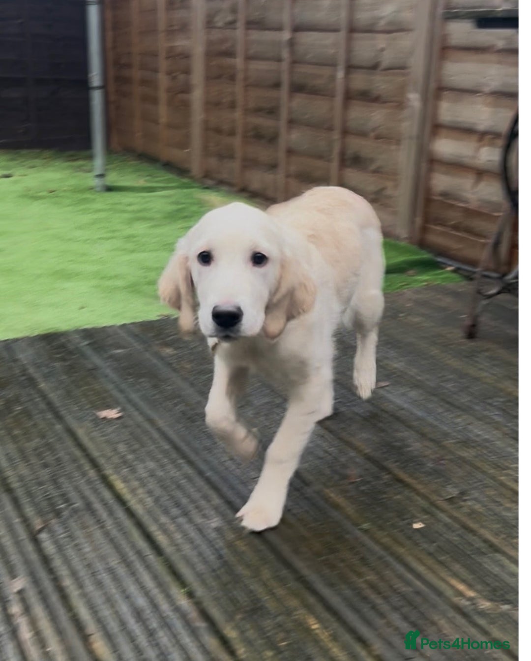 Golden Retriever dogs for sale: STUNNING CHAMPAGNE KC GIRL - Advert 9