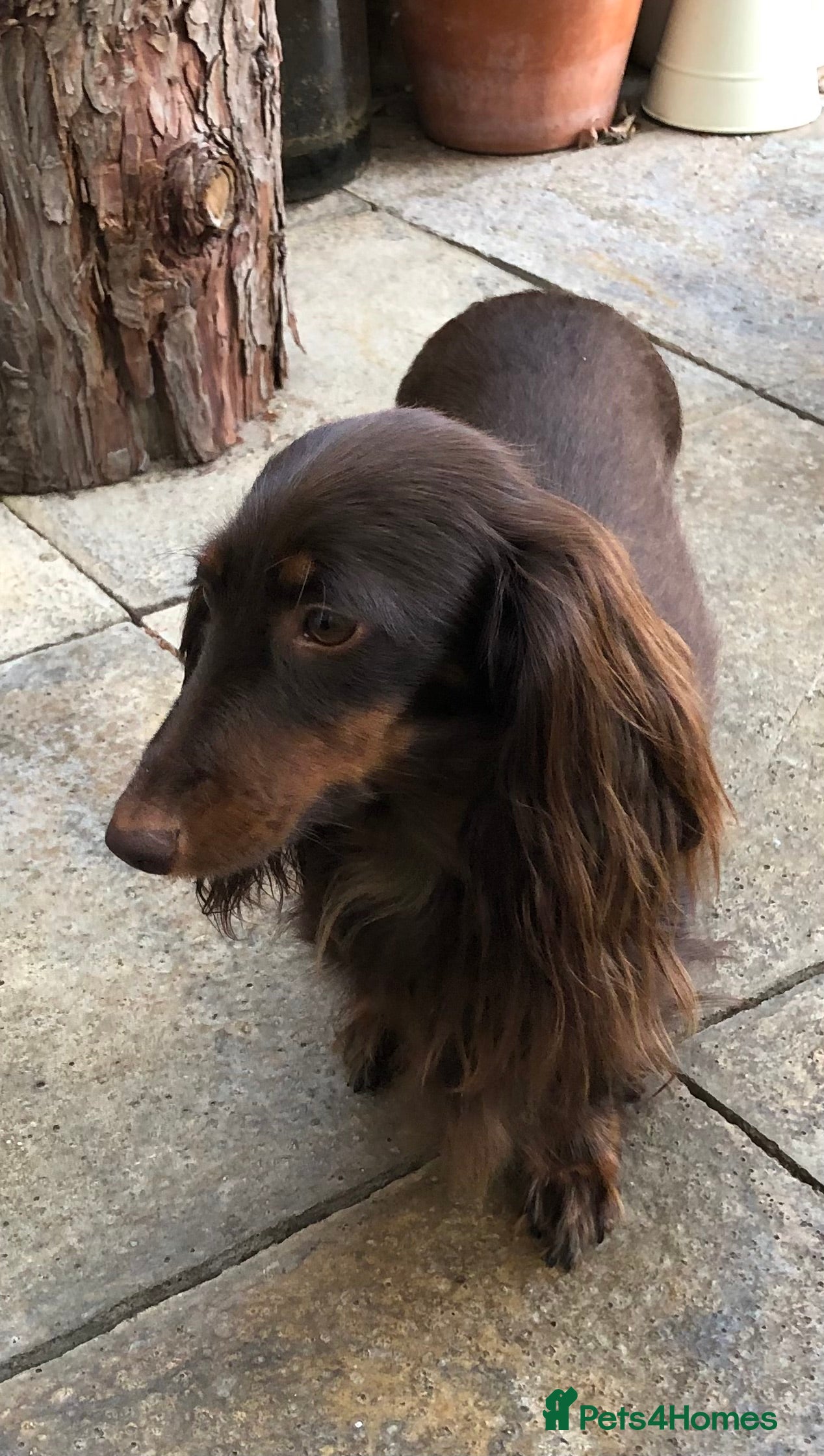 Miniature Dachshund dogs Miniature Dachshund  - Advert 1