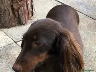 Miniature Dachshund dogs Miniature Dachshund - Advert 1