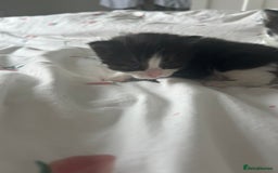 Mixed Breed cats for sale: 4 beautiful kittens  - Image 8