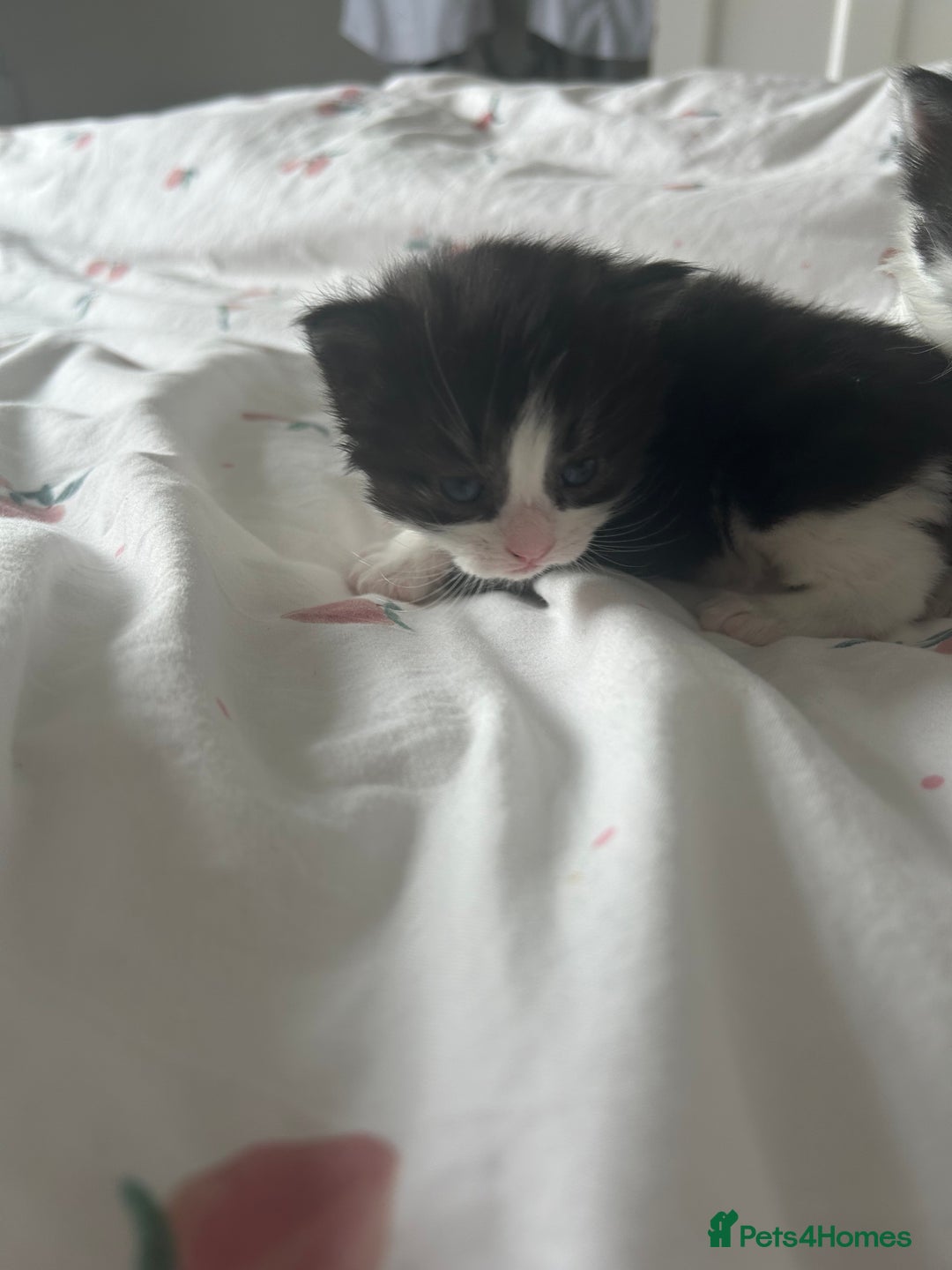Mixed Breed cats for sale: 4 beautiful kittens  - Image 8