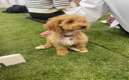 Cockapoo dogs for sale: 🐾STUNNING F1 COCKERPOOS REG BREEDER🐾 - Image 13