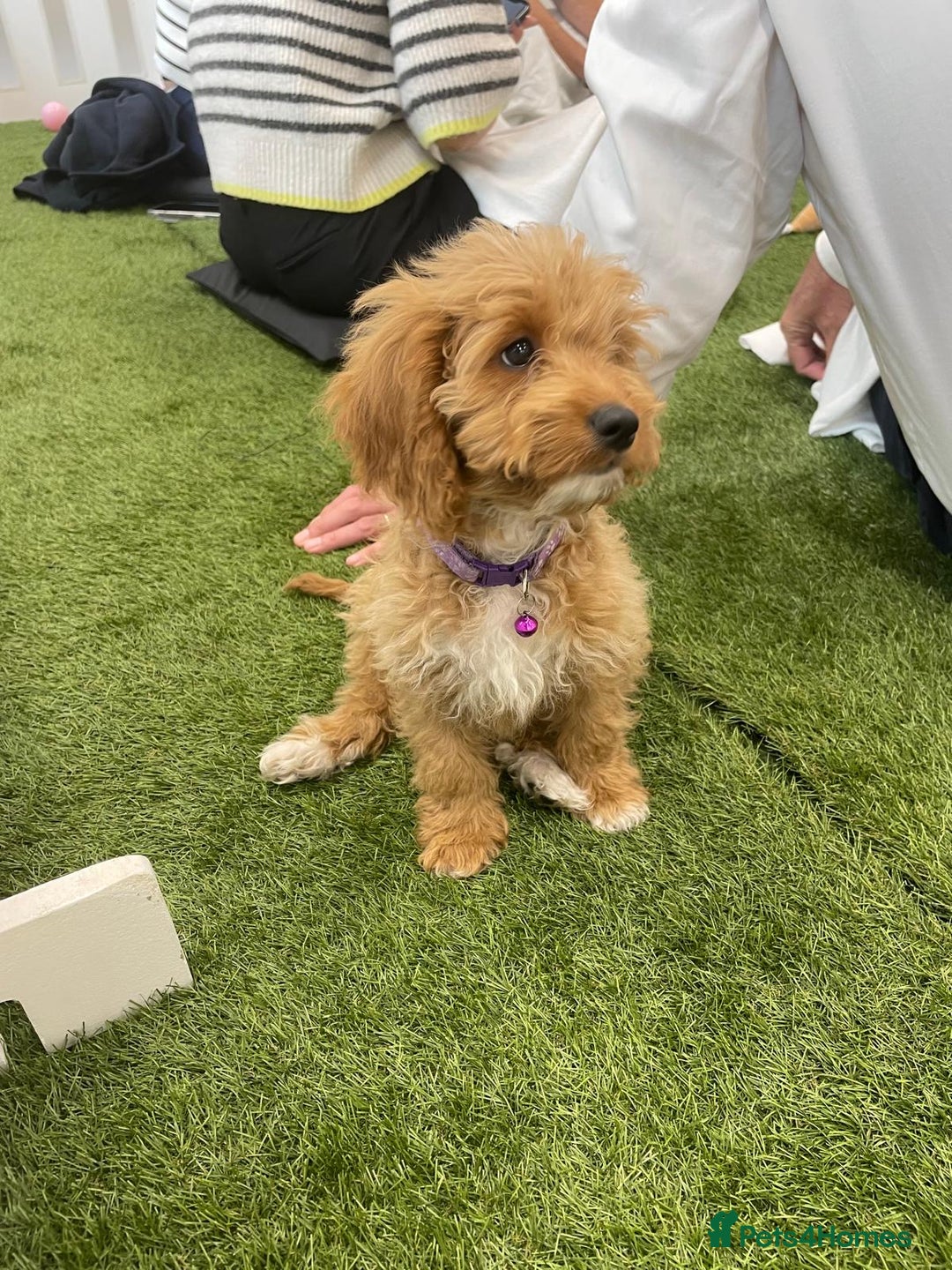 Cockapoo dogs for sale: 🐾STUNNING F1 COCKERPOOS REG BREEDER🐾 - Image 13