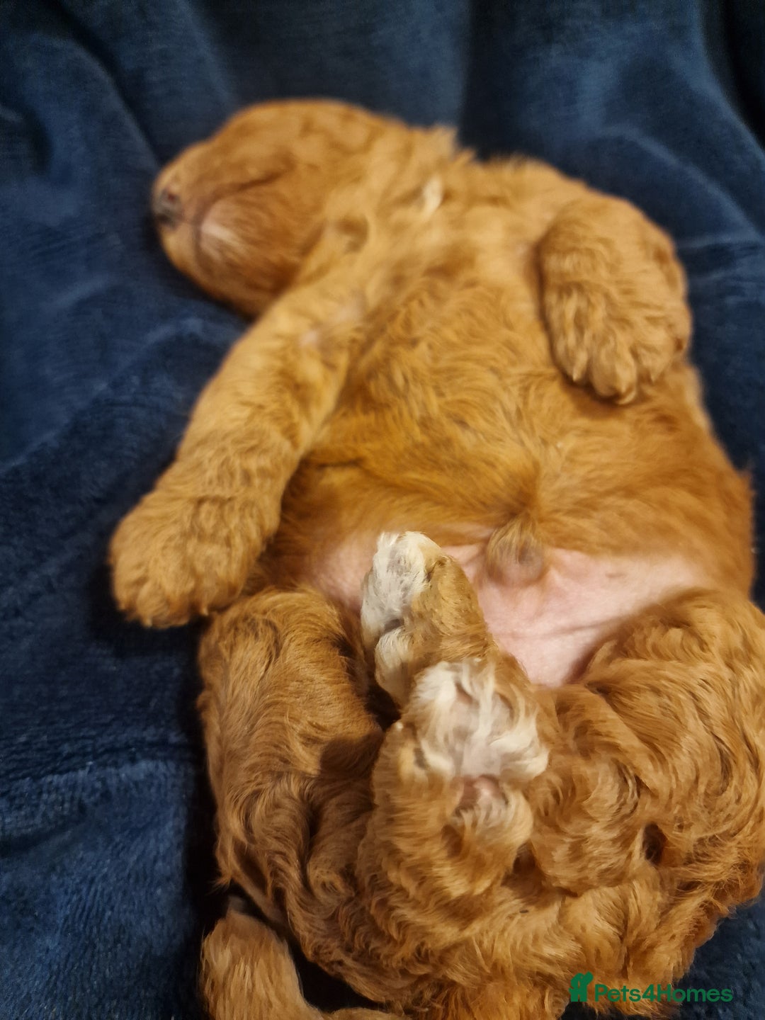 Cockapoo dogs for sale: Apricot coloured cockapoo boy - Advert 19