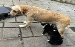Goldendoodle dogs for sale: Beautiful doodles looking for forever homes - Image 6