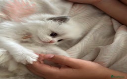 Ragdoll cats for sale: Beautiful pedigree kittens, show quality 💎❤️💎 - Image 34