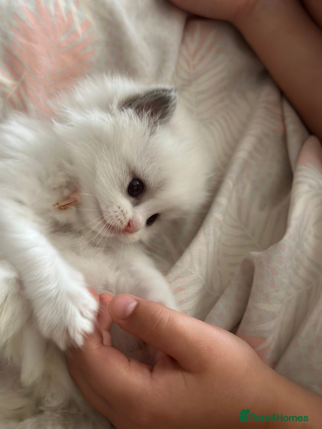 Ragdoll cats for sale: Beautiful pedigree kittens, show quality 💎❤️💎 - Image 34