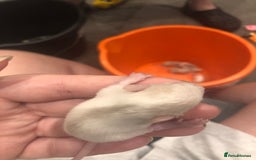 Rat rodents for sale: Rats for sale dumbo ear mother - Image 10