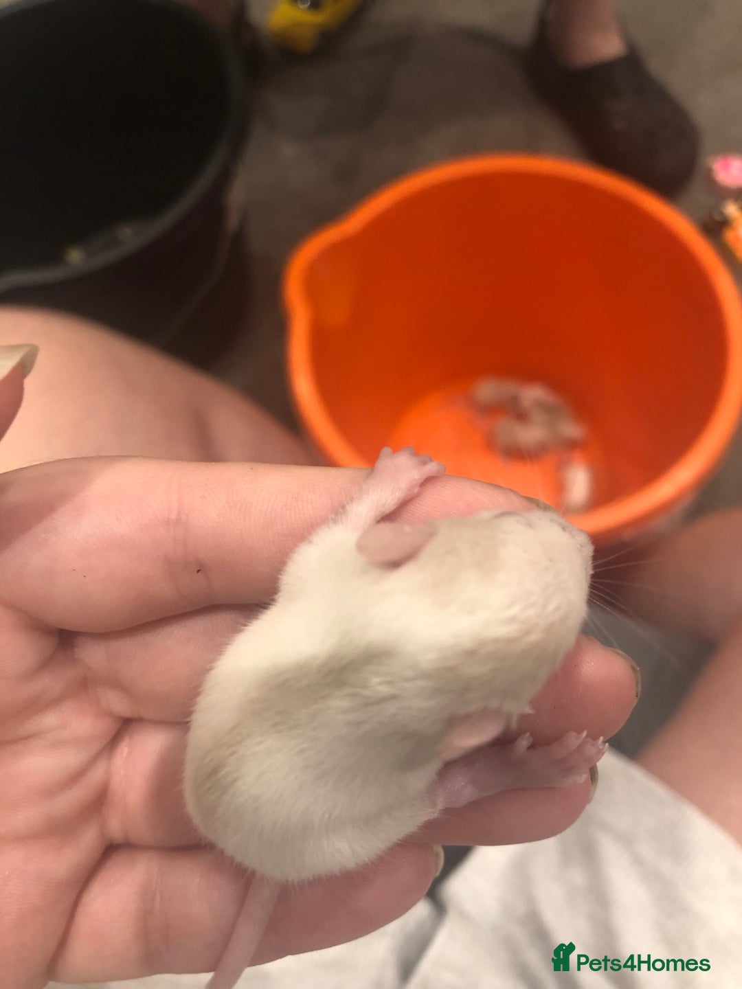 Rat rodents for sale: Rats for sale dumbo ear mother - Image 10