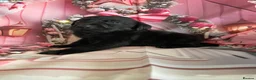 Labrador Retriever dogs for sale: Labrador puppies deposit secures in Castleford - Advert 25
