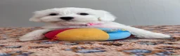 Maltese dogs for sale: Beautiful Maltese Puppies  - Advert 5