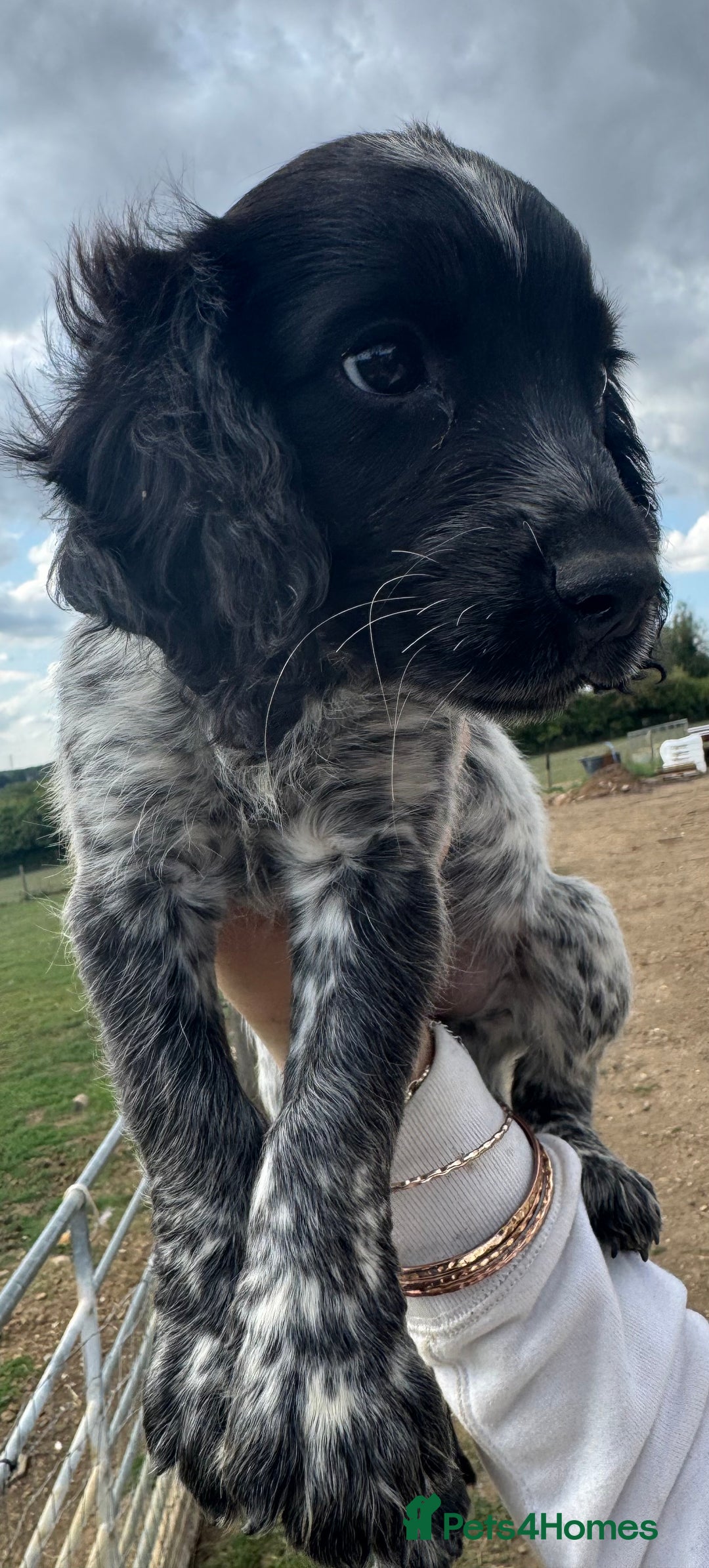 Cocker Spaniel dogs for sale: Male working cocker spaniel for sale  - Image 4