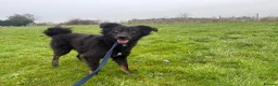Mixed Breed dogs for adoption: Newton - Norwich Norfolk  - Advert 12