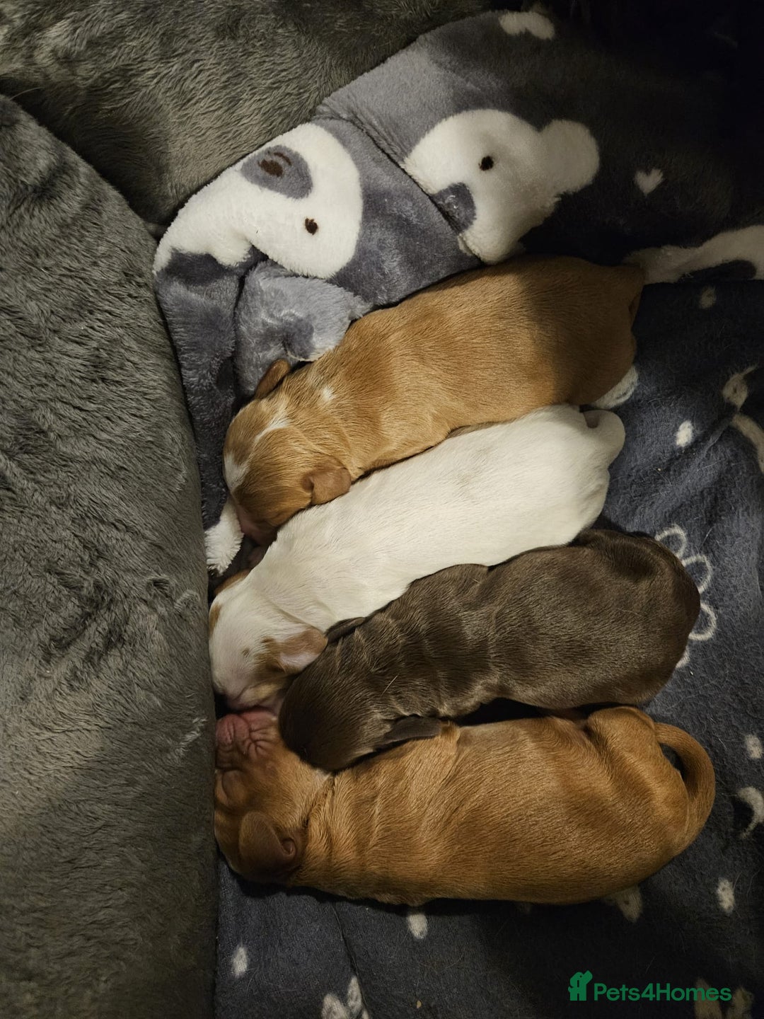 Cocker Spaniel dogs for sale: KC Working Cocker Spaniel Puppies - Advert 7