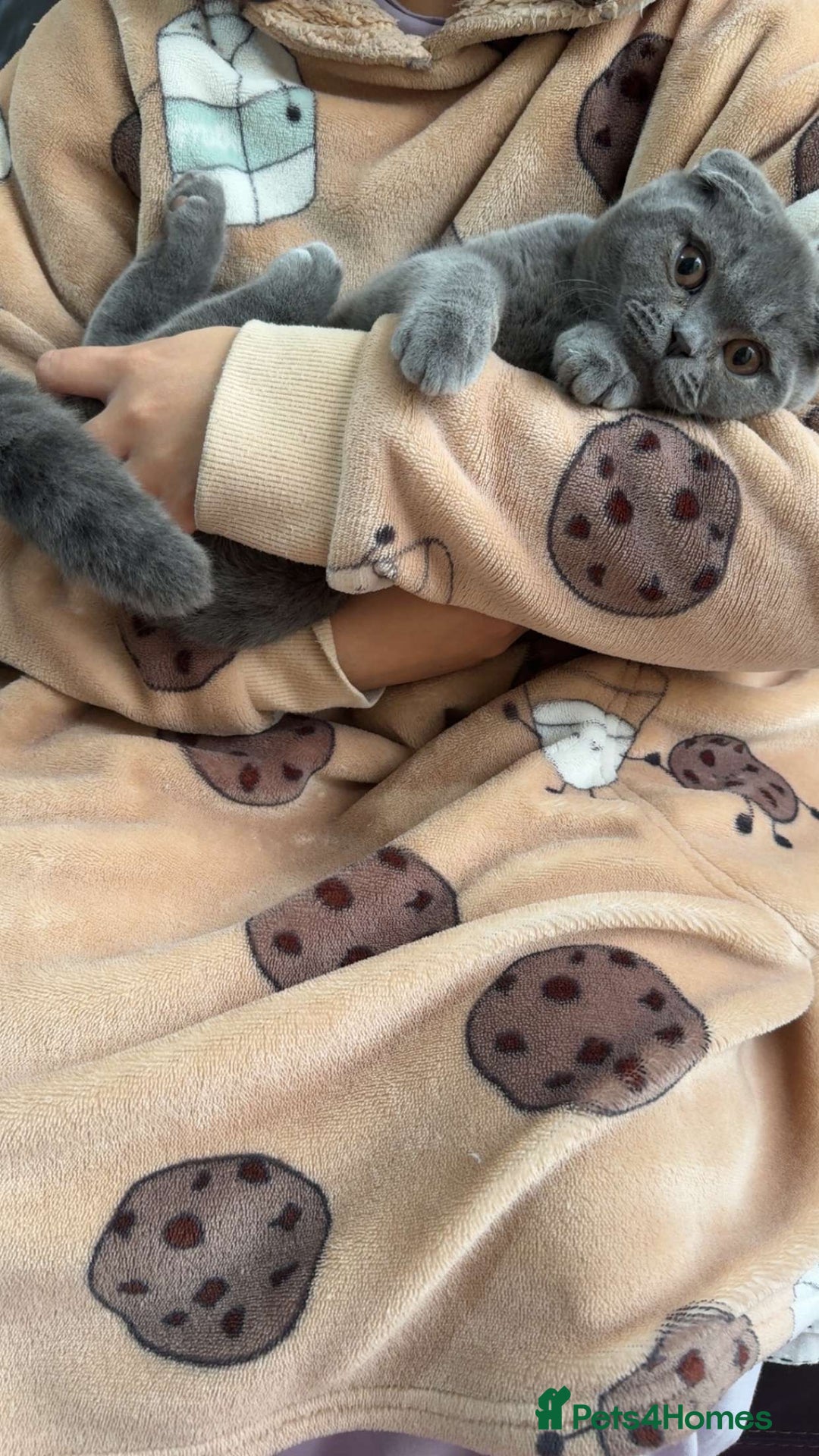 British Shorthair cats for sale: 6-Month-Old British Shorthair / Scottish fold - Advert 3