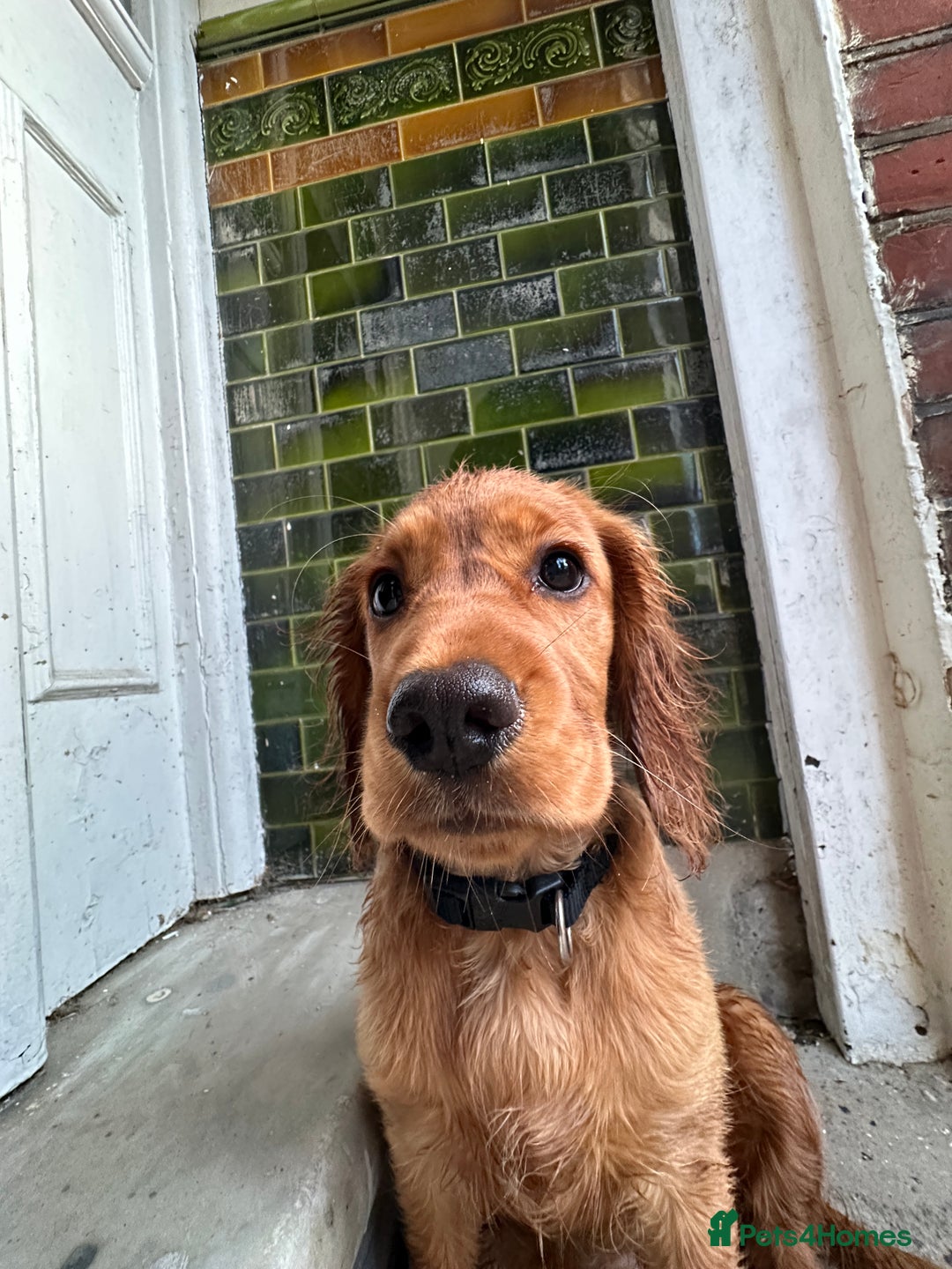 Cocker Spaniel dogs for sale: Pedigree Cocker Spaniel Puppies - Due Sept - Image 5