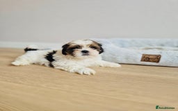 Shih Tzu dogs for sale: Shihtzu  - Image 10