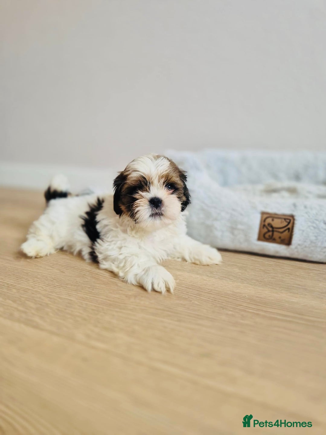 Shih Tzu dogs for sale: Shihtzu  - Image 10