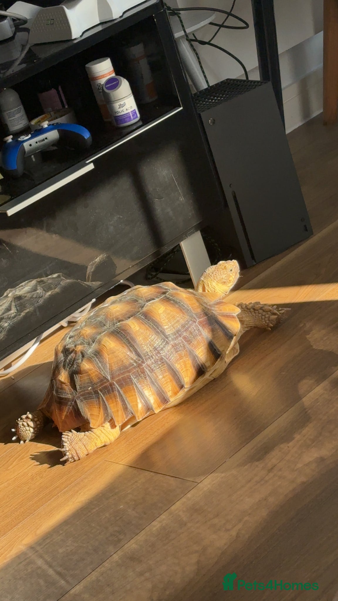 Tortoise reptiles 6 year old sulcata for sale  - Advert 14