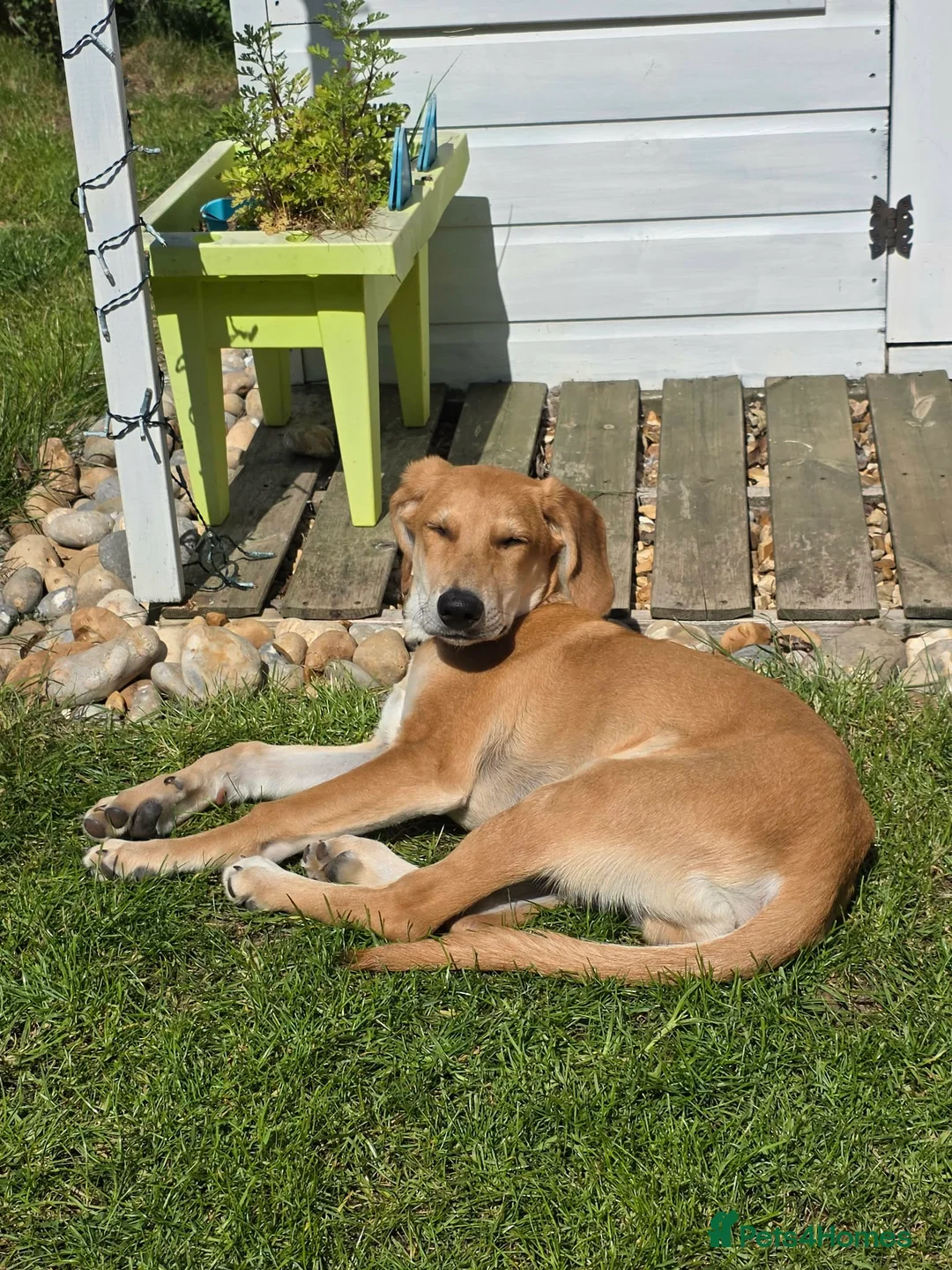 Mixed Breed dogs for adoption: Hooper 4.5 months old Lab x Pointer in Henlow - Advert 2