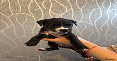 Mixed Breed dogs - Advert 6