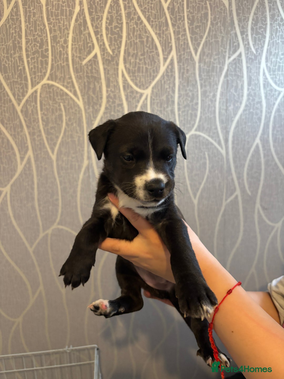 Mixed Breed dogs for sale: Husky Mix Puppies  - Image 3