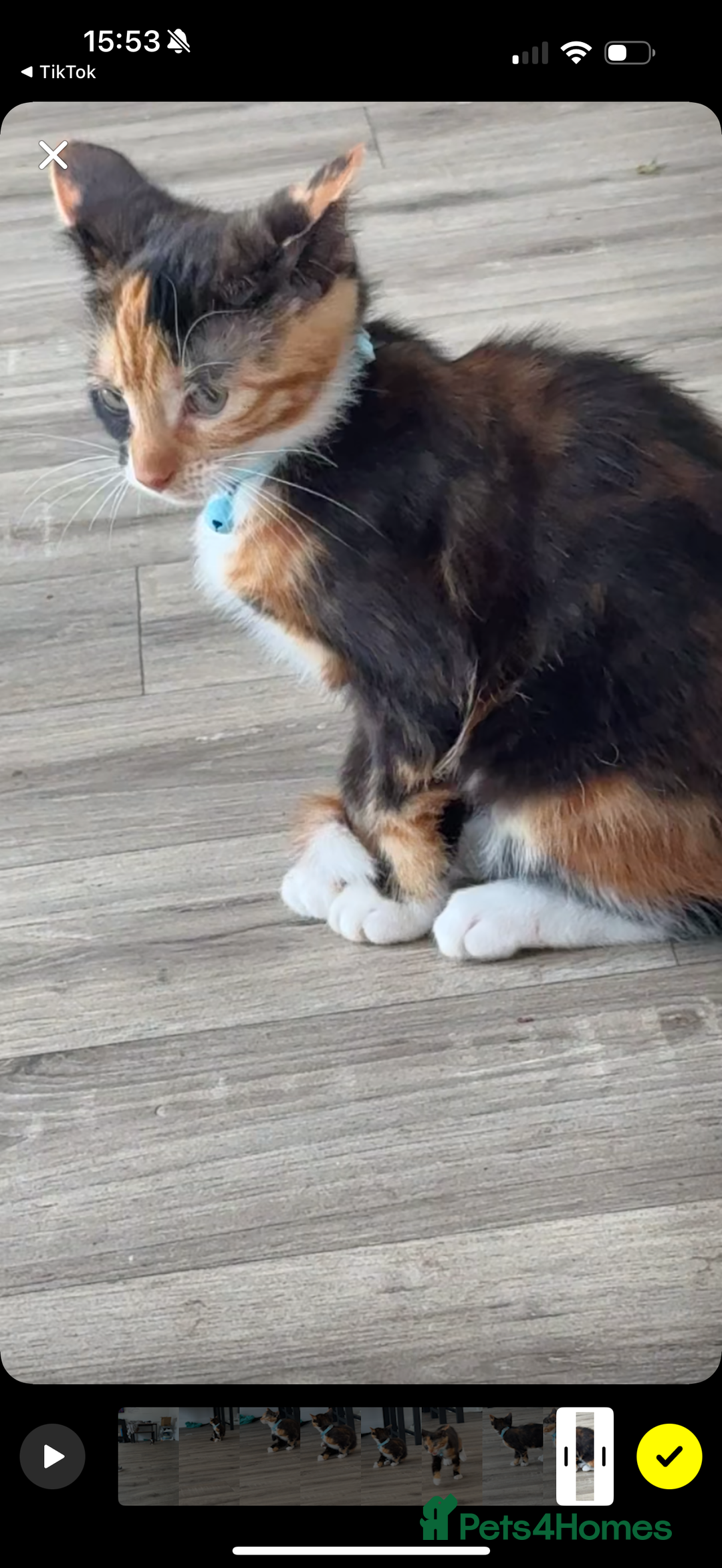 Mixed Breed cats for sale: Beautiful tortoiseshell kitten - Image 4