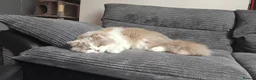 British Longhair cats for sale: Lilac & White Bicolour British Longhair  - Advert 13