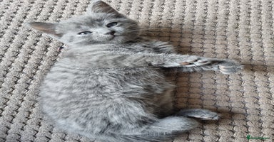 British Shorthair cats - Advert 9