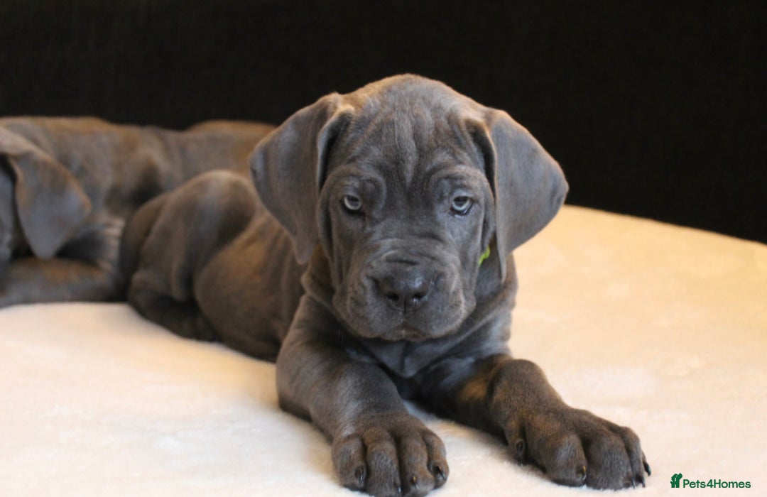 Cane Corso dogs for sale: BEAUTIFUL BLUE CANE CORSO GIRLS - Image 19