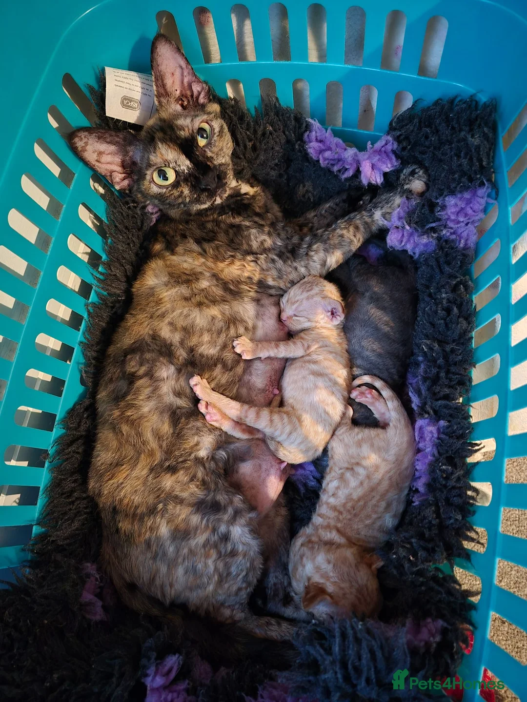 Devon Rex cats for sale: Devon rex kittens red/white bi colour - Advert 9
