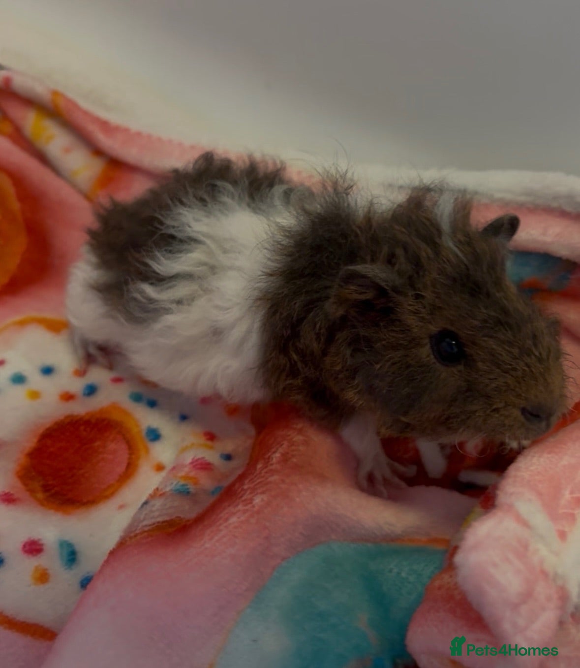 Guinea Pig rodents Male guinea pig - Advert 18