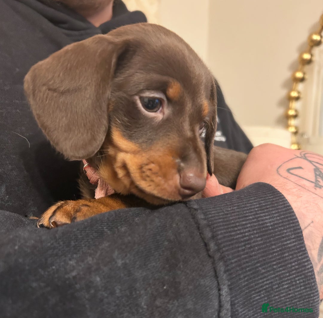 Dachshund dogs for sale: Two dachshund puppies  - Advert 2
