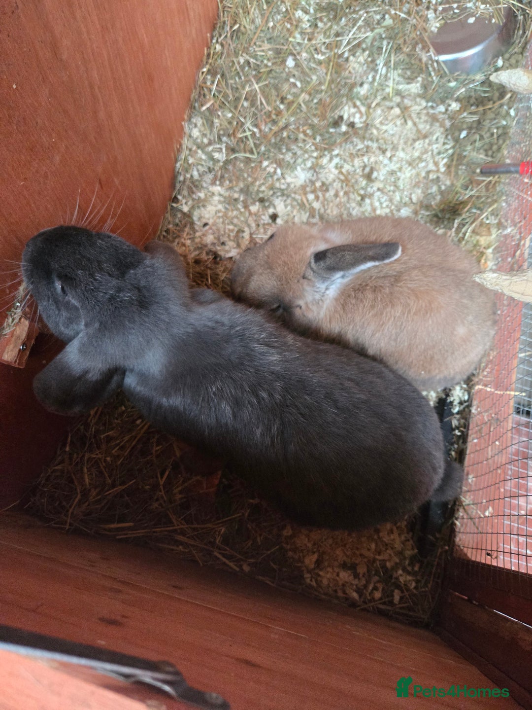 English rabbits for sale: 8 bunnies for sale - Advert 7